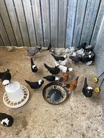 Galline ornamentali
