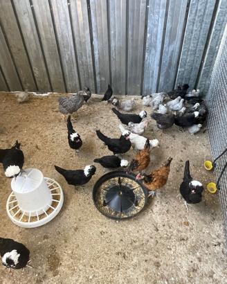 Galline ornamentali