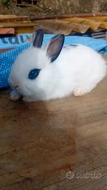 Coniglietto