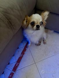 Chihuahua 1 anno