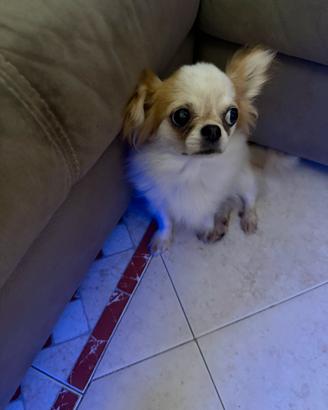Chihuahua 1 anno