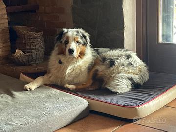 Vendita Cuccioli Pastore Australiano Pedigree