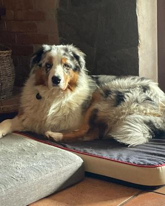 Vendita Cuccioli Pastore Australiano Pedigree