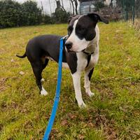 Dog sitter ed educatore di base certificato