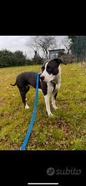 Dog sitter ed educatore di base certificato