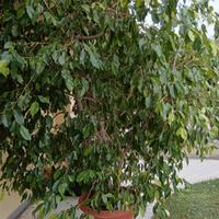 Ficus Benjamin 