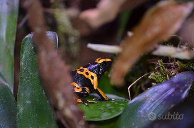 Dendrobates Rane freccia / teca exoterra 30x30x45