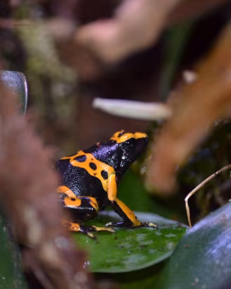 Dendrobates Rane freccia / teca exoterra 30x30x45