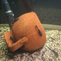 Ancistrus pesci pulitori