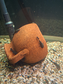 Ancistrus pesci pulitori