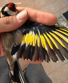 Cardellino