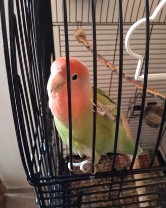 Inseparabile