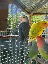 Inseparabile cobalto viola femmina