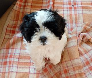 Ultima cucciola Shitzu -Maltese