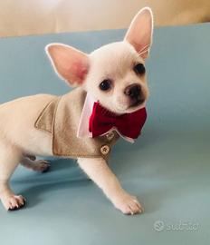 Cucciolo di chihuahua con pedigree ENCI