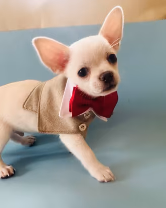 Cucciolo di chihuahua con pedigree ENCI