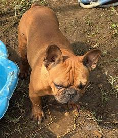 Cuccioli di bulldog francese Red