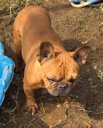 Cuccioli di bulldog francese Red