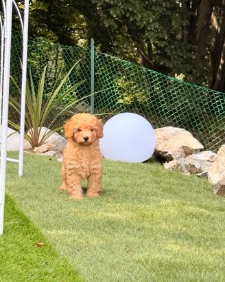 Cucciolo di barboncino