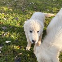 Cuccioli di maremmano abruzzese maschio e femmina