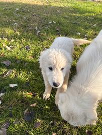 Cuccioli di maremmano abruzzese maschio e femmina