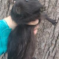 Cavia peruviana porcellino d'india