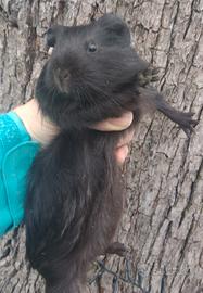 Cavia peruviana porcellino d'india