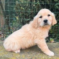 Cuccioli maschi di golden Retrievers
