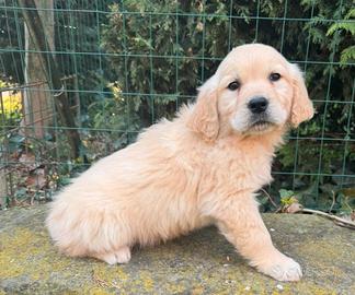 Cuccioli maschi di golden Retrievers