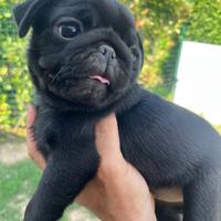 Carlino femmina nera Pedigree Enci