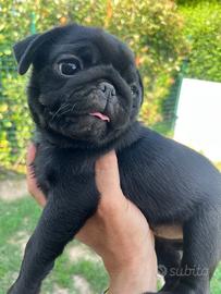 Carlino femmina nera Pedigree Enci