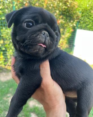 Carlino femmina nera Pedigree Enci