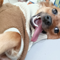 Cagnolina incrocio taglia piccola