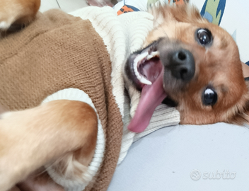 Cagnolina incrocio taglia piccola