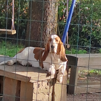 Cuccioli di Bassethound