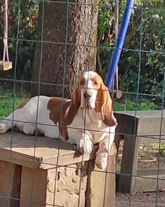 Cuccioli di Bassethound