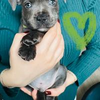 ULTIME DISPONIBILITA' STAFFY BLU con pedigree
