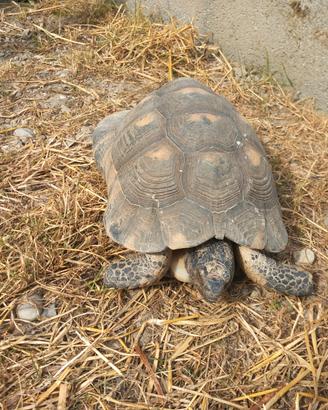 Coppia xxl tartarughe testudo marginata sarda