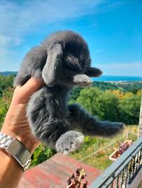 Conigli nano mini lop ariete