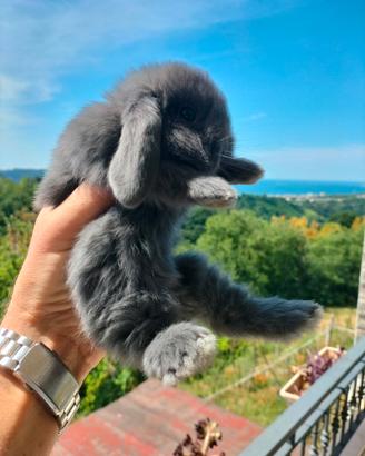 Conigli nano mini lop ariete