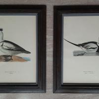 Stampe svedesi con uccelli d'acqua (fåglar) cornic