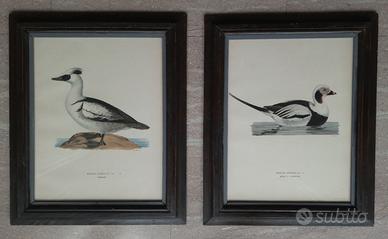 Stampe svedesi con uccelli d'acqua (fåglar) cornic