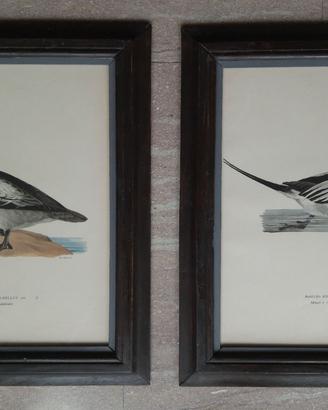 Stampe svedesi con uccelli d'acqua (fåglar) cornic