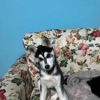 Husky