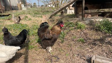 Gallo razza moroseta