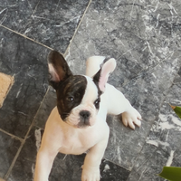 Bulldog francese