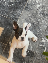 Bulldog francese