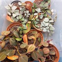 Piante di Hoya e Philodendron