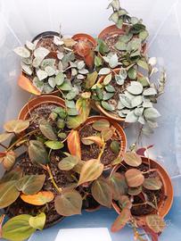 Piante di Hoya e Philodendron