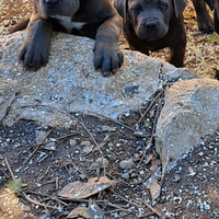 Cuccioli cane corso neri e grigi taglia forte